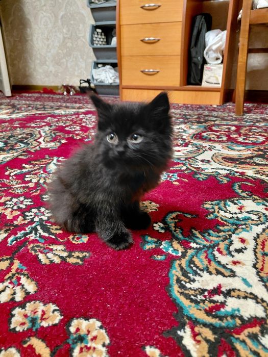 котенок готов к усыновлению