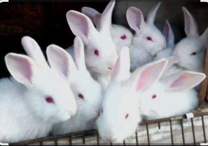Продам маленьких крольчат породы белый великан все прививки зделаны