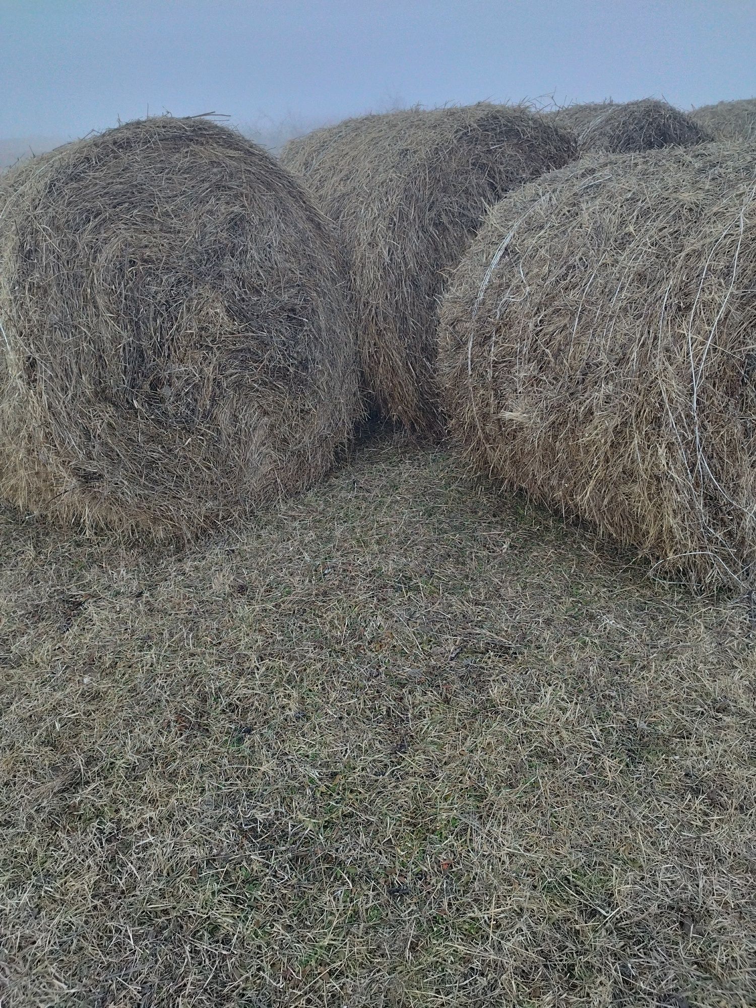 Vand Baloți rotunzi mari 500kg