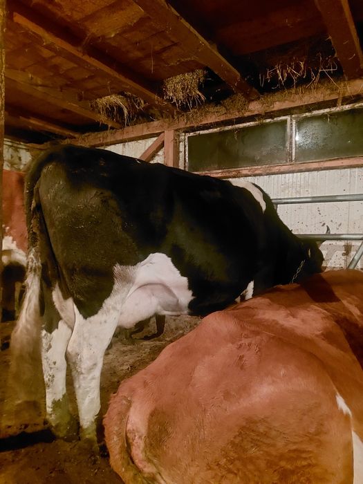 Vand vaca buna de lapte baltata cu negru