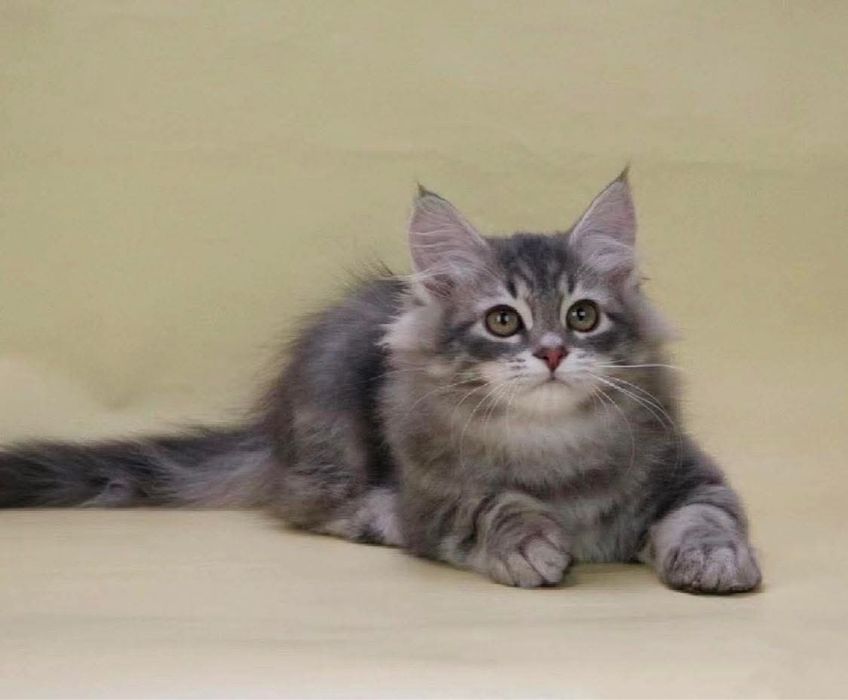 Maine coon mascul