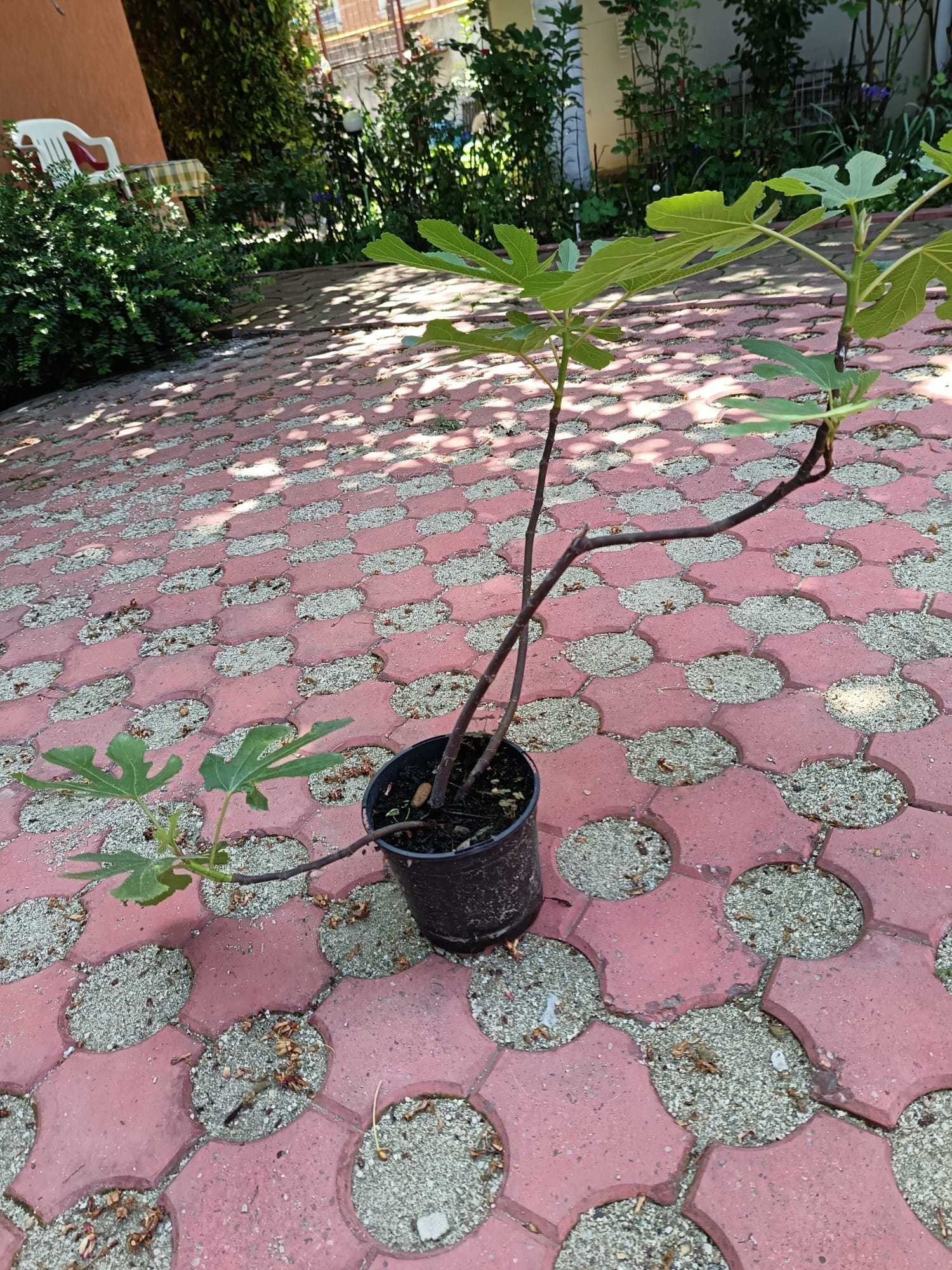 Smochini si Arbori de Matase