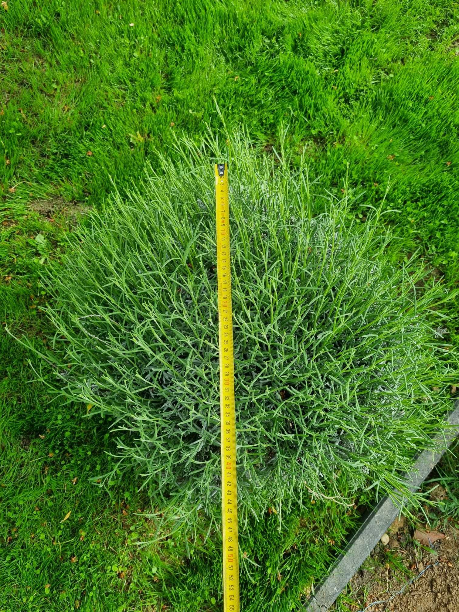 Vând butasi de lavandă tufe -Lavandula Augustifolia  lavanda  anul 4-5