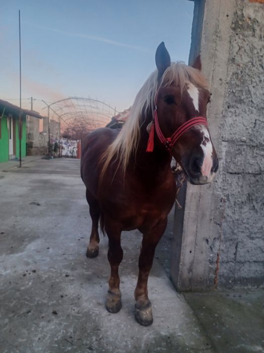 Vand armasar de 3 ani