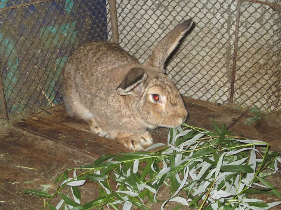 iepuri urias german de carne