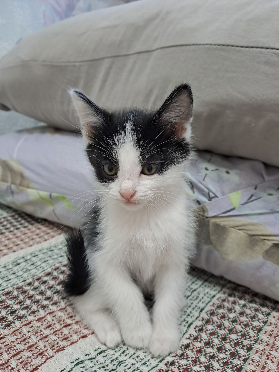Отдам котят в хорошие руки.