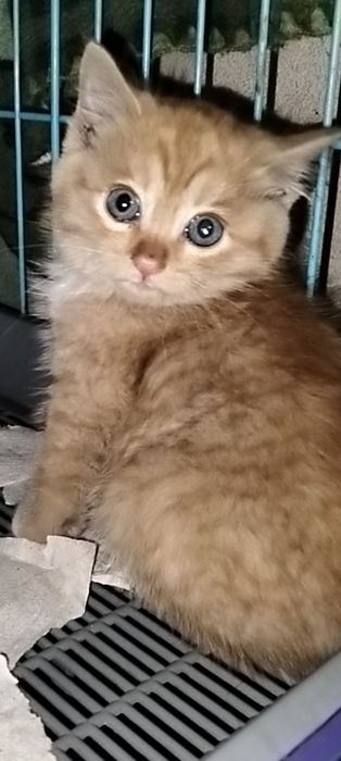 Отдам маленького котёнка