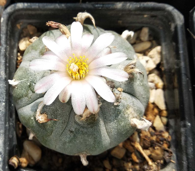 Lophophora williamsii