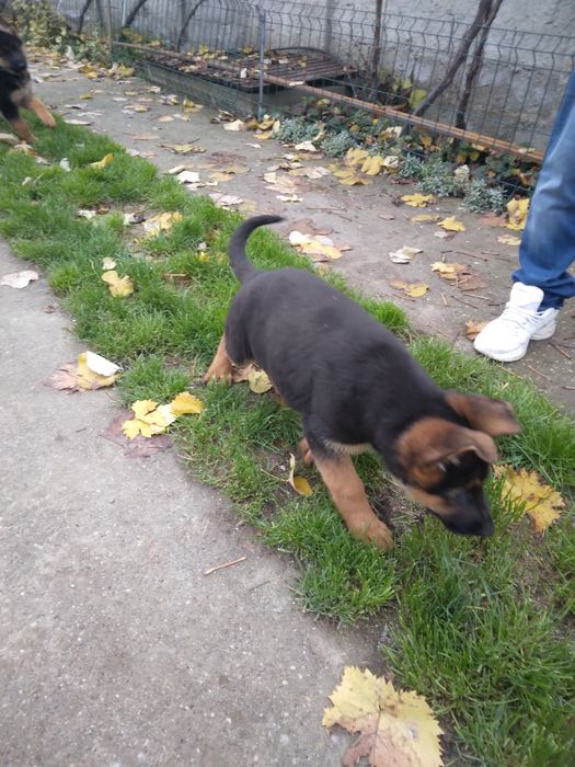 Femela ciobanesc german