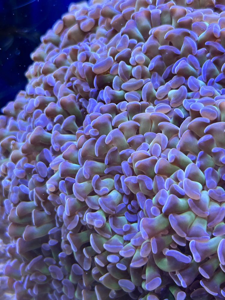Кораллы и актинии