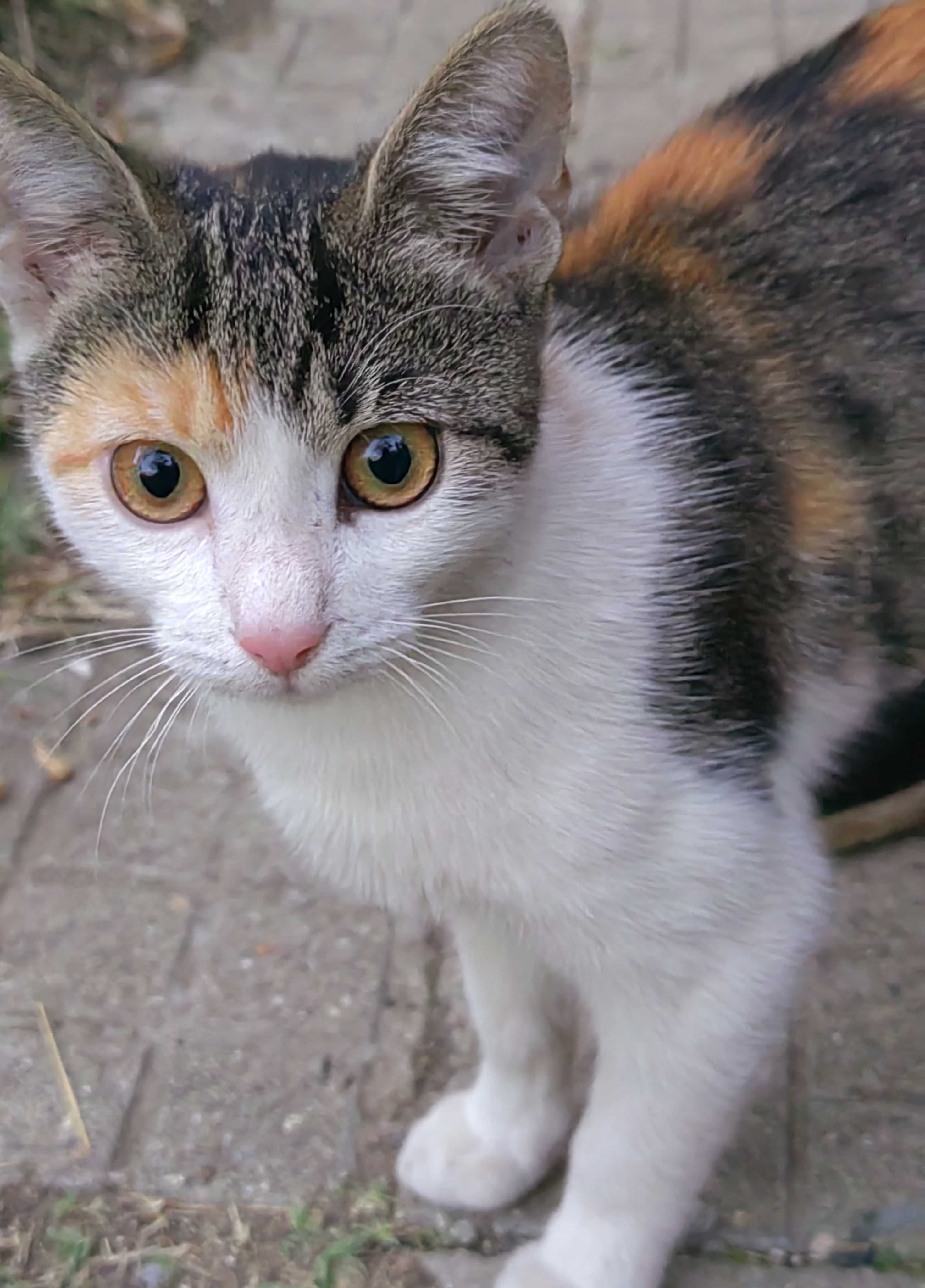 Трицветно коте се подарява