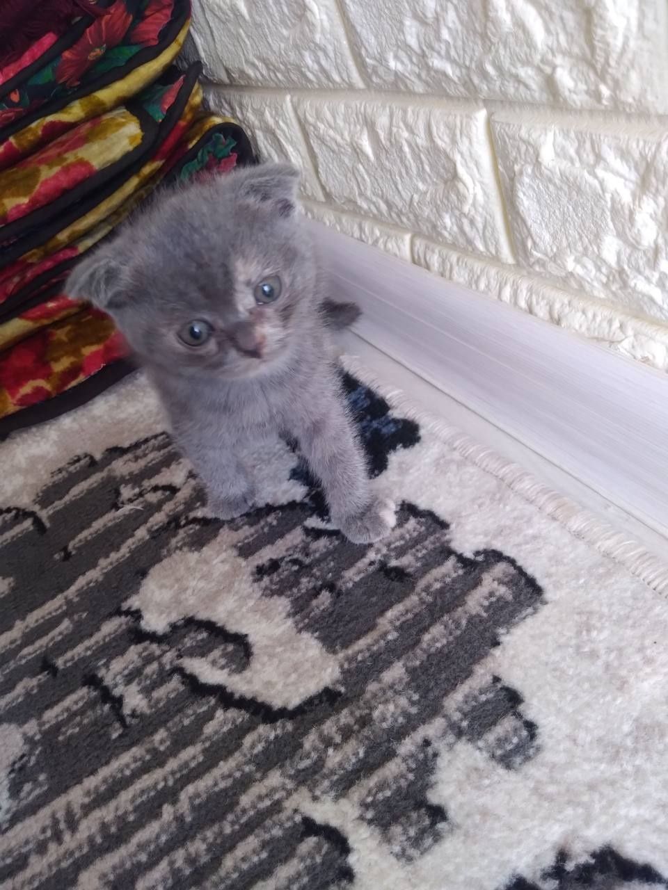 Mushuk Scottish fold