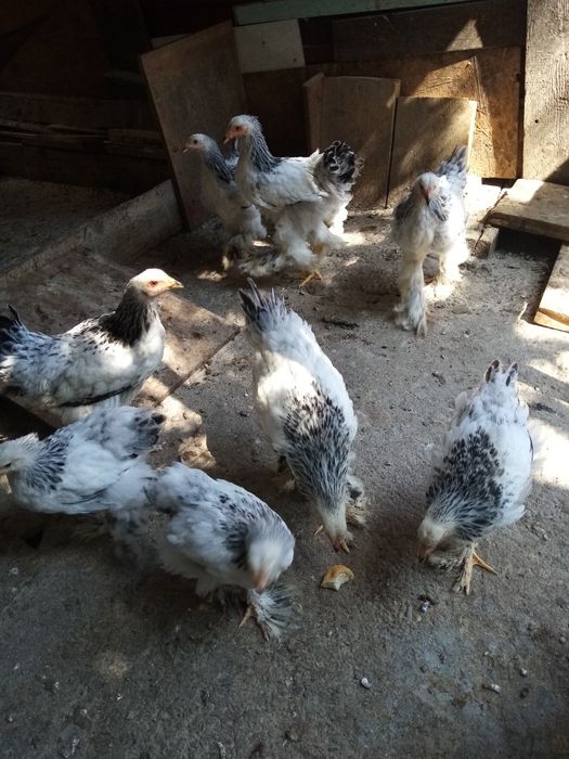 Găini de rasa de diferite marimi