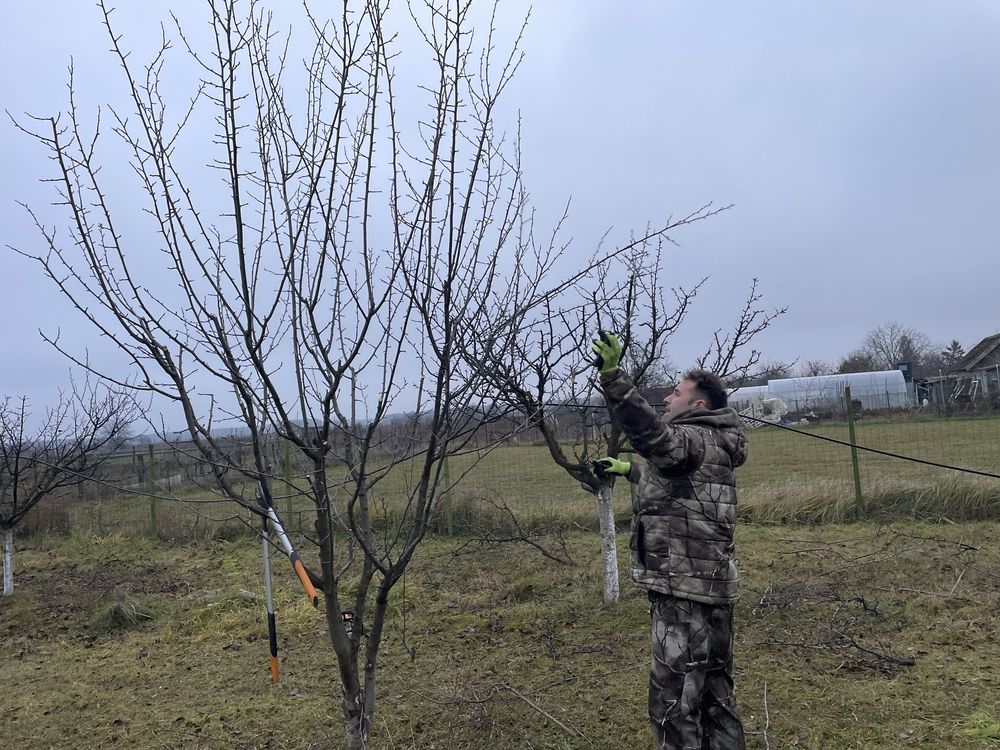 Cosmetizare pomi fructiferi /arbori