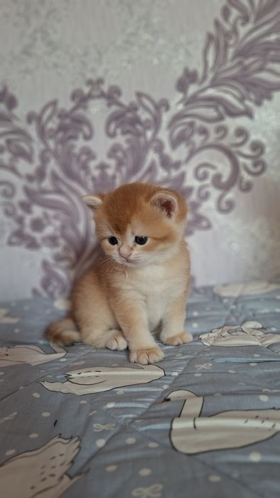 Shinshilla Шиншилла