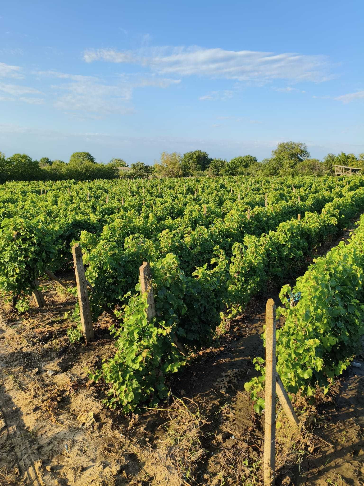 Struguri de vin: Feteasca Regala - Podgoria Panciu