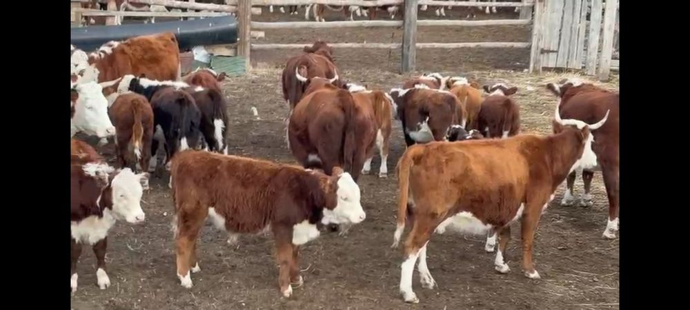 Продам белоголовых коров с бычками.