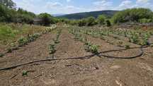 Продава се поземлен имот с малини в село Прибой, област Перник