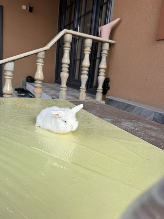 Karlik Quyon bolalari sotiladi rangini harhili bor