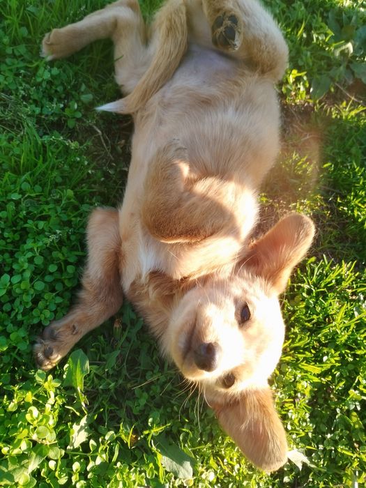 Търси  дом БЕЗПЛАТНО порода любов