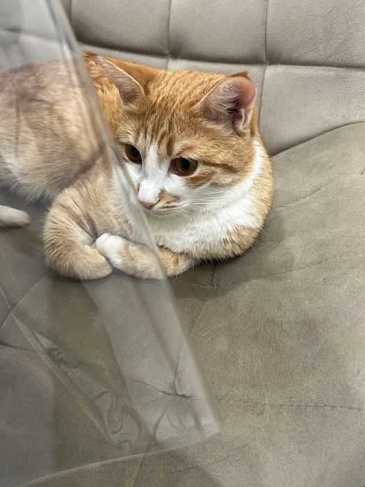 Кошка котенок кот