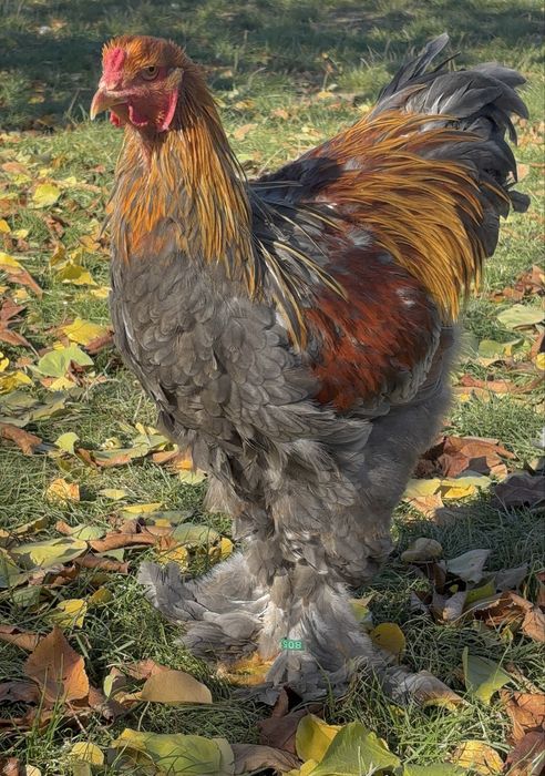 Pereche brahma potarnichiu albastru