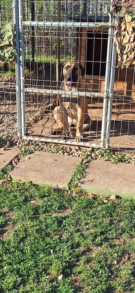 Vând cățel presa canario