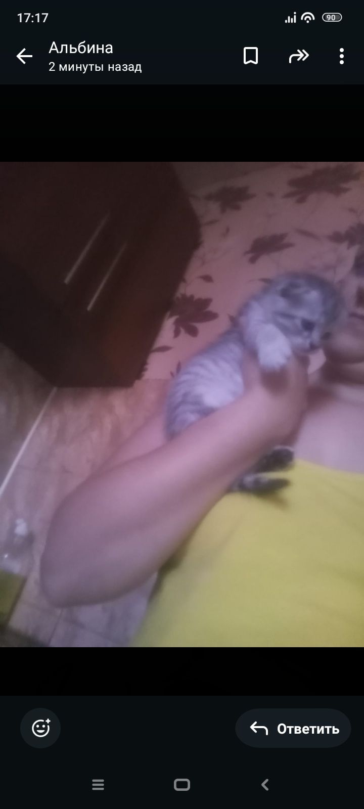 Скотиш фолд 1,5 месяцев.Приучены.
