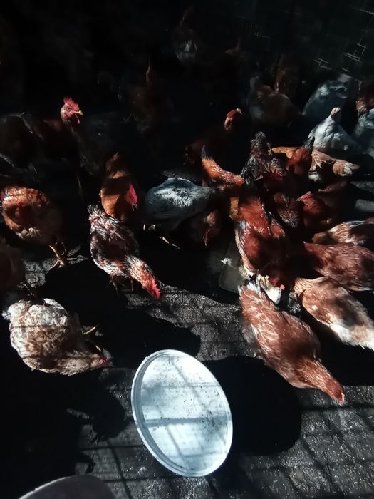 Pui de casă crescuți natural