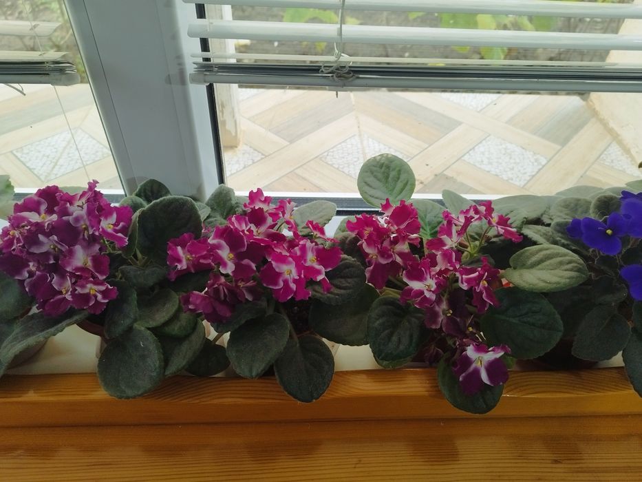 Сентполия,различни цветове