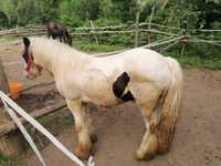 Vând armăsar Gypsy Vanner