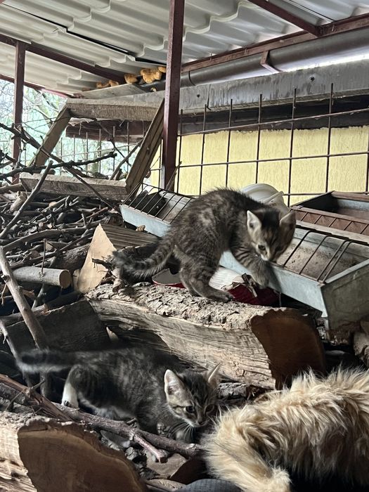 Donez pisica (2 pisicute)