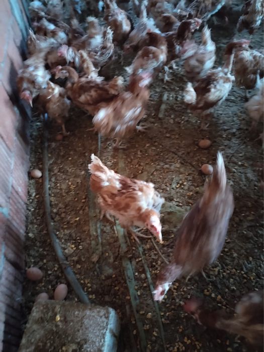 gaini ouătoare  / Gaini de ouat