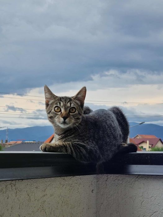 Ofer spre adoptie motan