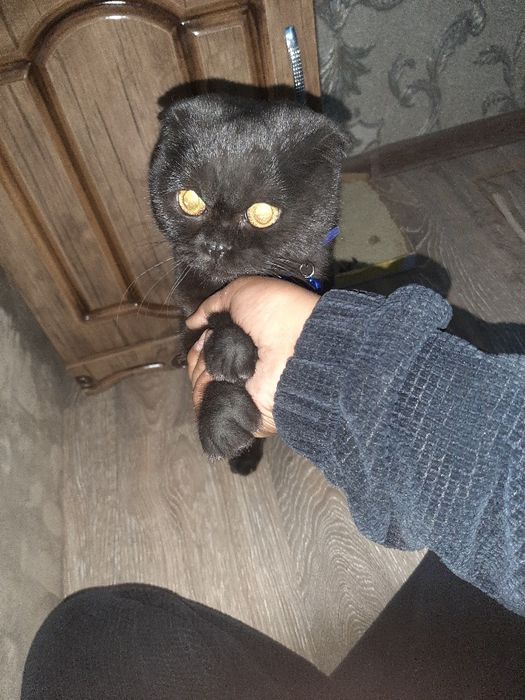 scotish fold qz bola