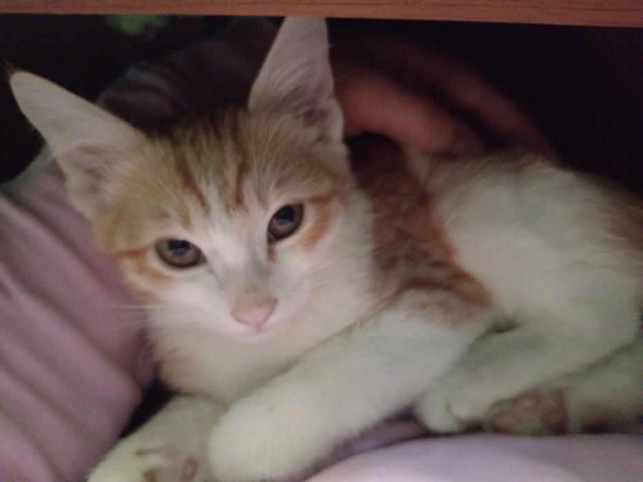 4 oylik mushukchalar mehribon qo‘llarga beriladi.