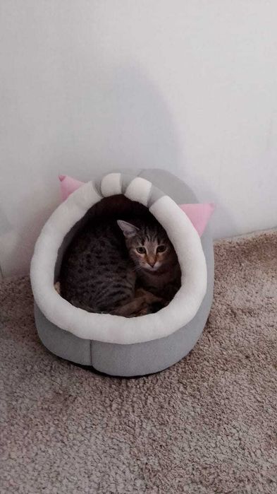 Кошечка 9 месяцев в добрые руки