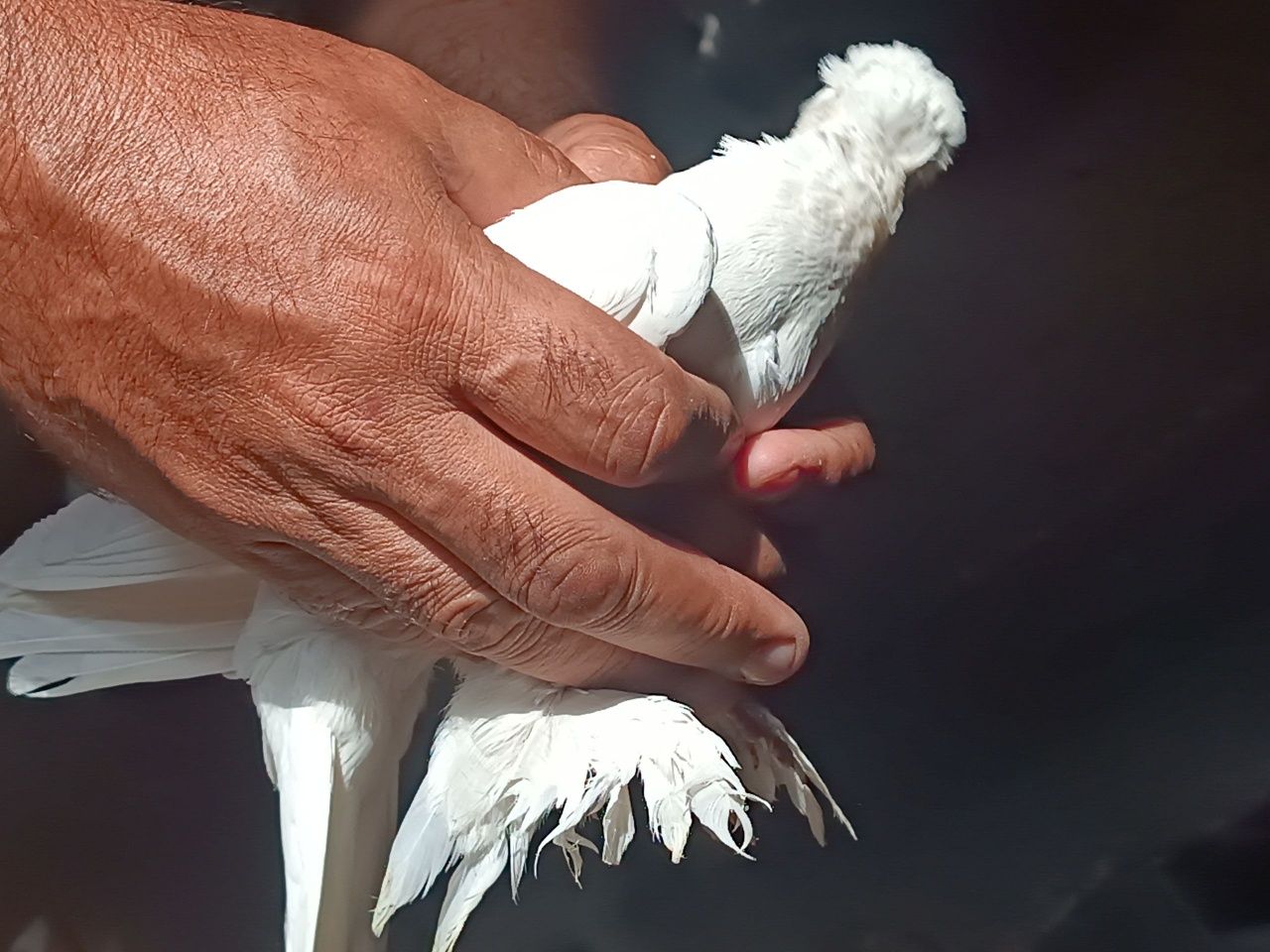 Kabutar bor optom