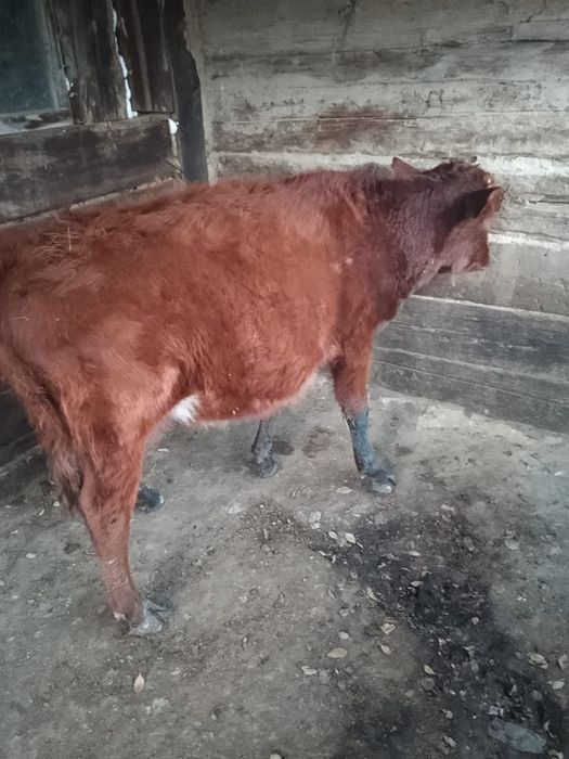 Баспак сатылады срочно