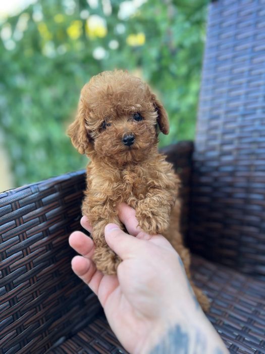 Той Пудел Puddle