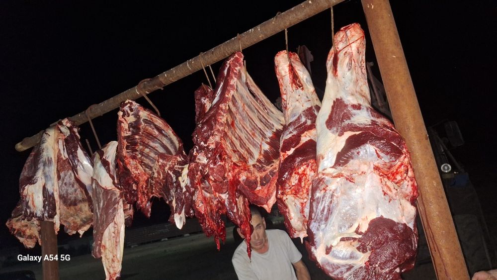 Продам мясо на согым тёлки 1.5 год