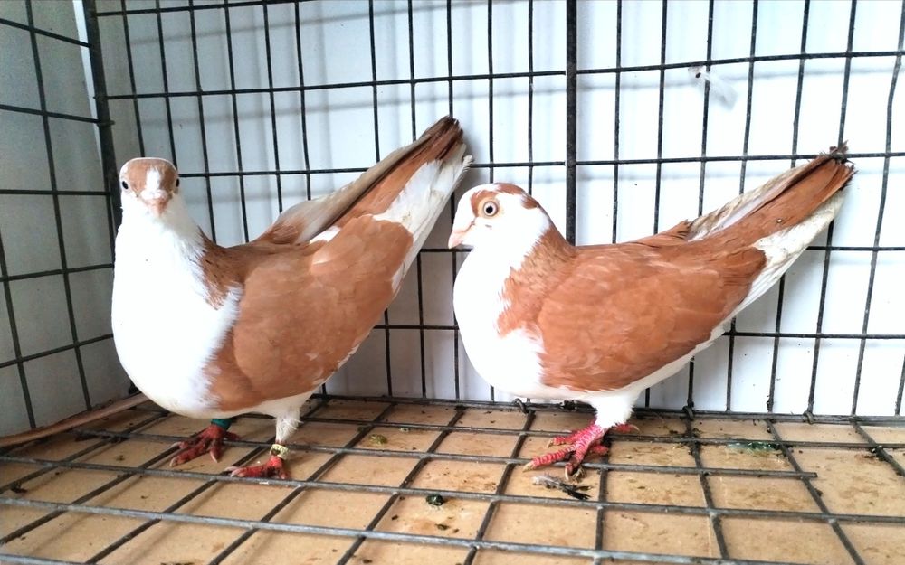 jucatori de galati cu joc și zbor