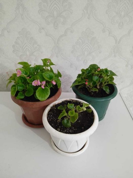 Продам вечноцветущую бегонию