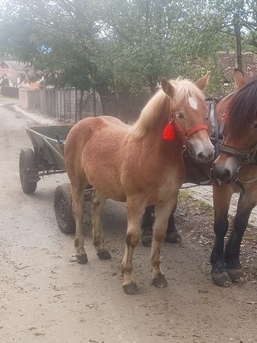 Vand manză de 7 luni