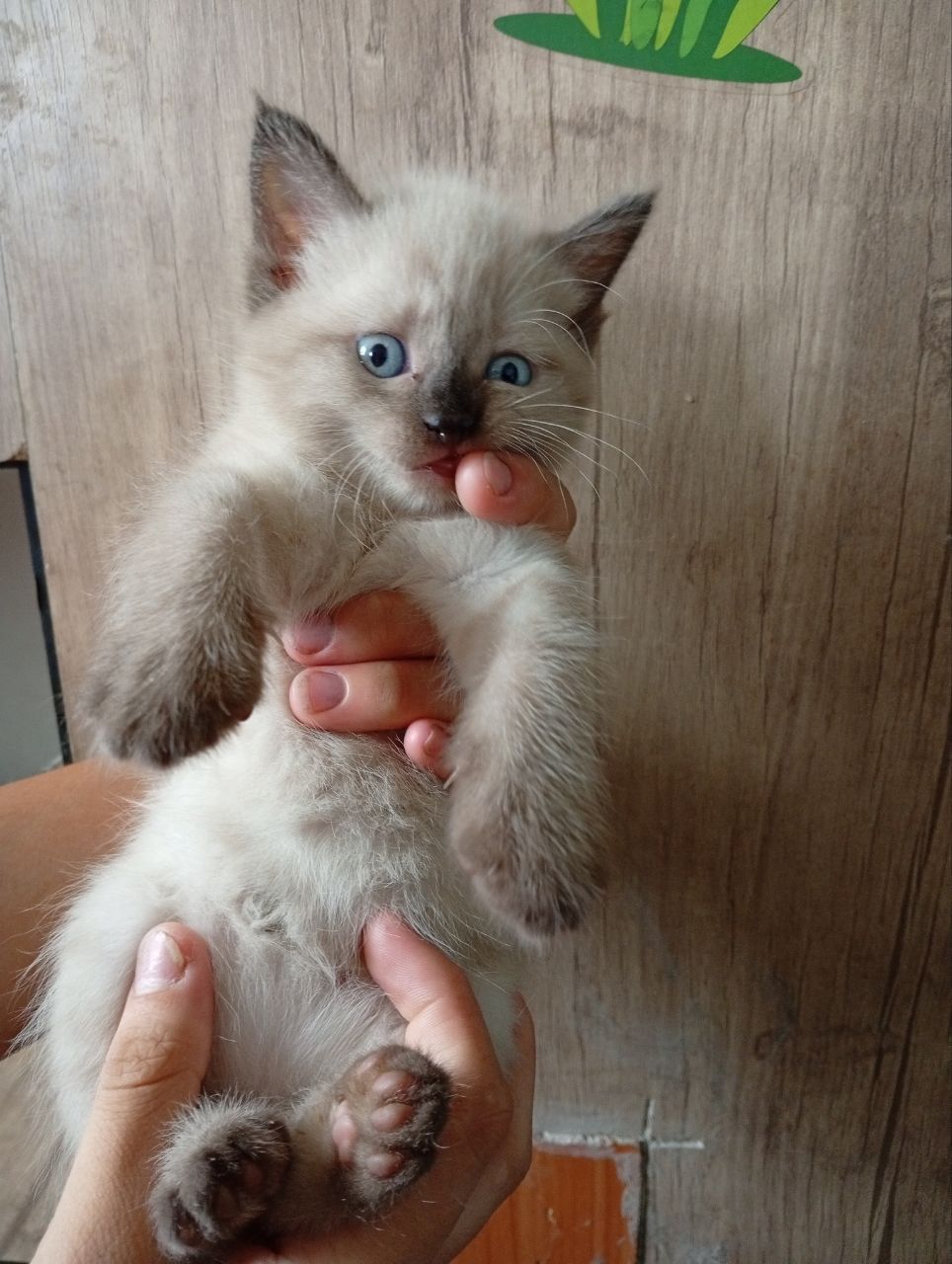 Отдадим котят породы Бамбей