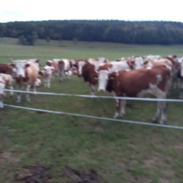 Vaci și juninci de vanzare