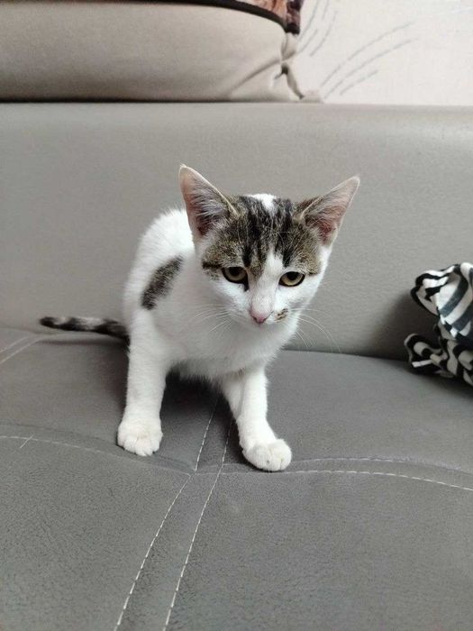 qiz mushukcha aqilli