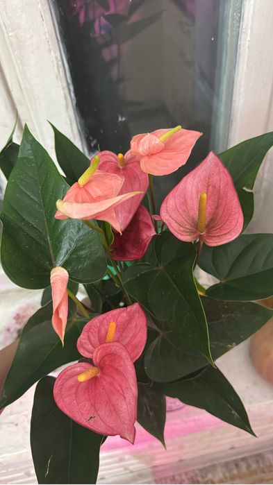 Мужское счастье или антуриум