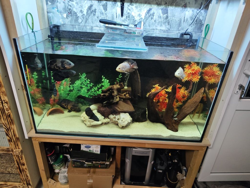 Vând acvariu mare complet pești oscari filtru extern