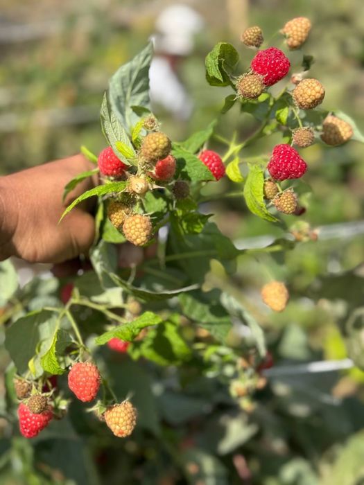 DELNIVA malina ko’chatlarimiz bor